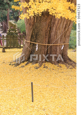 Trees in Autumn / A large ginkgo tree with yellow leaves covering the roots 99467323
