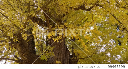 Trees in Autumn/A large ginkgo tree with completely yellow leaves 99467399