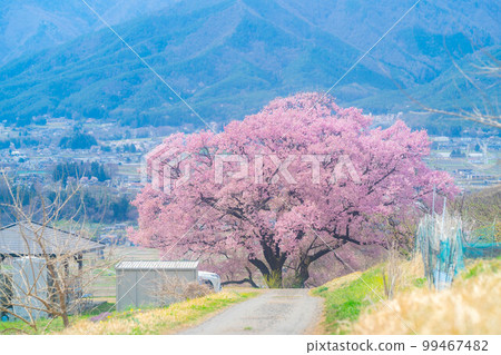 [Sakura material] A single cherry tree from the ruins of Kaminodaira Castle in Minami Shinshu [Nagano Prefecture] 99467482