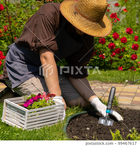Farmer in a straw hat is planting flower seedlings 99467617