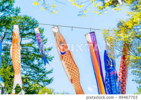 [Early summer material] Carp streamers swimming in the sky [Nagano] 99467703