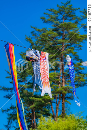 [Early summer material] Carp streamers swimming in the sky [Nagano] 99467716