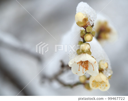 月影,在一月的雪天綻放的白梅花 月影,在一月的雪天綻放的白梅花 99467722