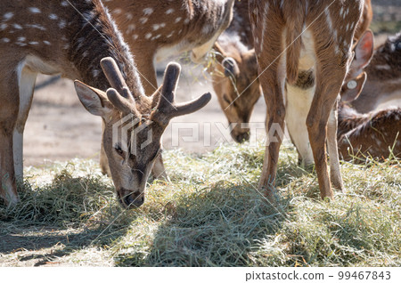 世界上最美麗的鹿,Chital deer 世界上最美麗的鹿,Chital deer 99467843
