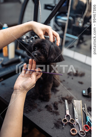 Haircut of a small black dog. Haircut of a small black dog. 99467866