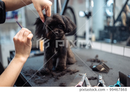 Haircut of a small black dog. Haircut of a small black dog. 99467868