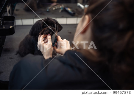Haircut of a small black dog. Haircut of a small black dog. 99467878