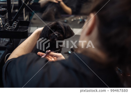 Haircut of a small black dog. Haircut of a small black dog. 99467880