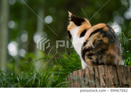 A kitten climbing a tree in the forest of Fushimi Inari Shrine in Kyoto and looking out over the world 99467882