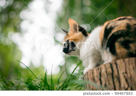A kitten climbing a tree in the forest of Fushimi Inari Shrine in Kyoto and looking out over the world 99467883