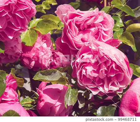 Beautiful shrub roses in summer garden, blooming flowers in Hertfordshire, England in summer, planting and gardening concept Beautiful shrub roses in summer garden, blooming flowers in Hertfordshire, England in summer, planting and gardening concept 99468711