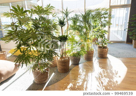 安裝在聯合辦公空間的盆栽植物 安裝在聯合辦公空間的盆栽植物 99469539