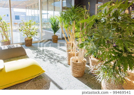 Houseplants installed in the coworking space Houseplants installed in the coworking space 99469541