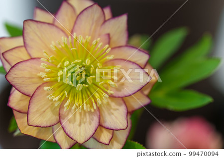 聖誕玫瑰玫瑰照片園藝 聖誕玫瑰玫瑰照片園藝 99470094