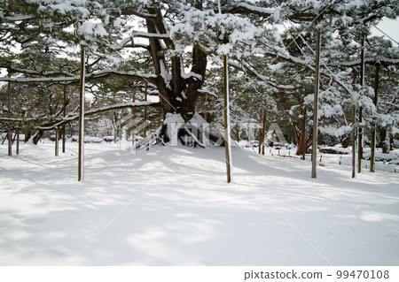 雪中的兼六園 Neagari 松樹 雪中的兼六園 Neagari 松樹 99470108