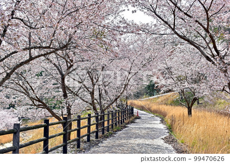 Sakura Spring 99470626