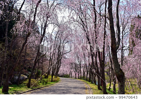 櫻花春天垂枝櫻花垂枝櫻花垂枝櫻花 99470643