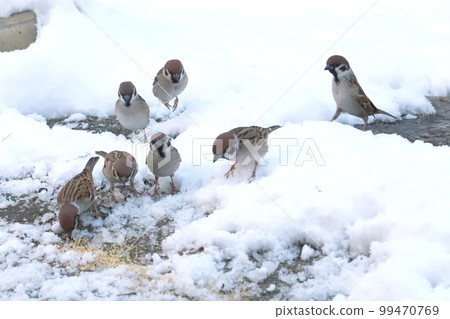 Snow morning sparrow feeding ground 99470769