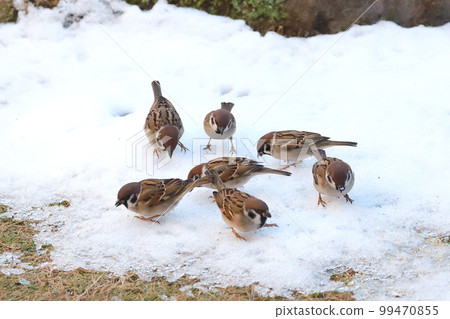 Snow morning sparrow feeding ground Snow morning sparrow feeding ground 99470855