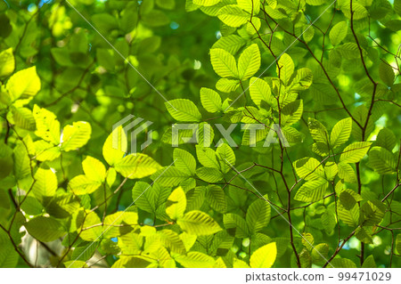 Fresh green and eco image 99471029