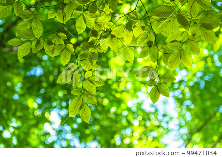 Fresh green and eco image 99471034