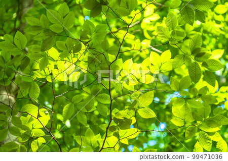 Fresh green and eco image Fresh green and eco image 99471036