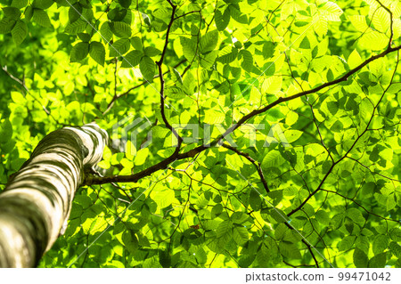 Fresh green and eco image Fresh green and eco image 99471042