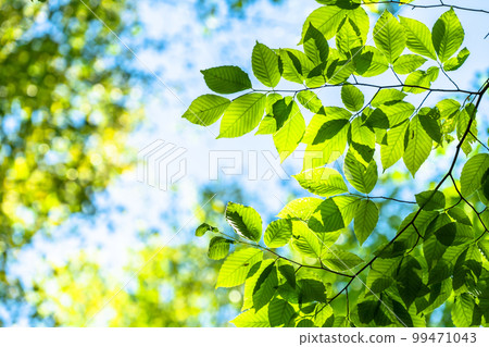Fresh green and eco image 99471043