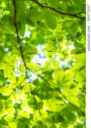 新鮮的綠色和生態形象 99471047