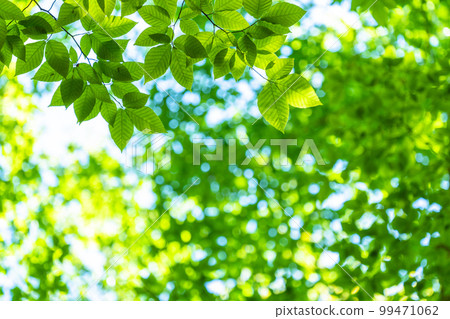 Fresh green and eco image Fresh green and eco image 99471062