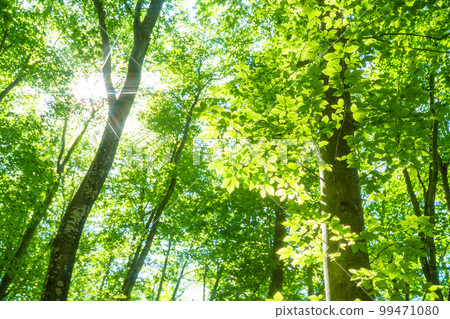 Fresh green and eco image Fresh green and eco image 99471080