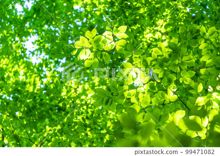 Fresh green and eco image 99471082