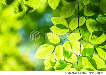 Fresh green and eco image 99471094