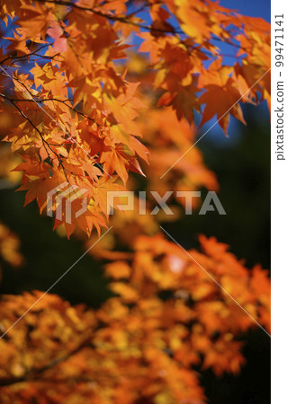 Looking up at the red autumn leaves 99471141