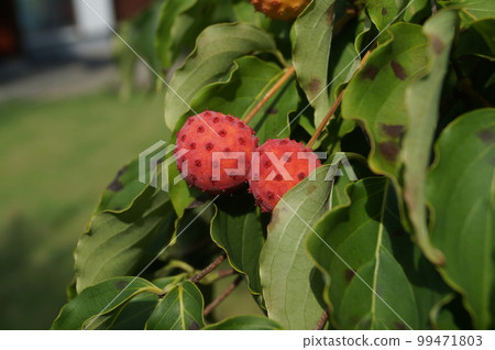 紅色漿果山茱萸漿果 99471803