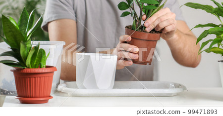 Transplanting Zamioculcas from a small pot to a Transplanting Zamioculcas from a small pot to a 99471893