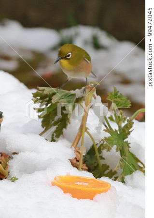 White-eye and mandarin orange in the snow 99472045