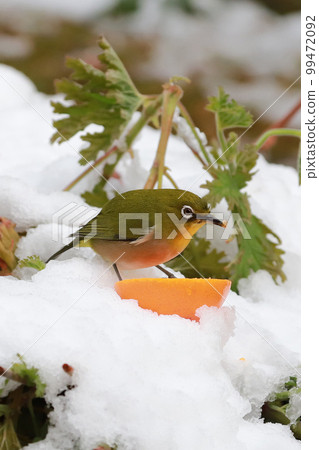 White-eye and mandarin orange in the snow 99472092