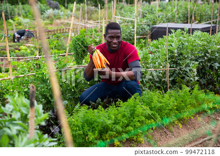 Man holding fresh carrots during harvesting in garden Man holding fresh carrots during harvesting in garden 99472118