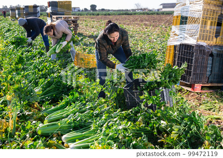 Asian woman collecting celery crop on plantation Asian woman collecting celery crop on plantation 99472119