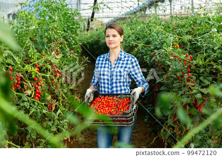 Female farmer arranging boxes with cherry tomatoes in greenhouse Female farmer arranging boxes with cherry tomatoes in greenhouse 99472120