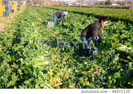 Asian woman with team of farm workers arranging crop of ripe celery in boxes on field 99472130