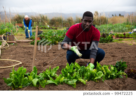 Serious gardener checks plants in the garden Serious gardener checks plants in the garden 99472225