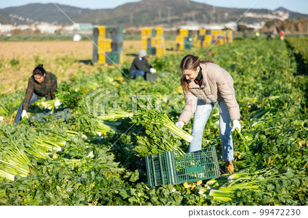 Smiling young woman farmer harvesting celery on field in spring 99472230