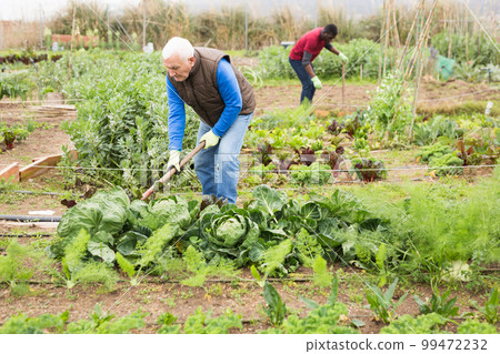 Mature man with hoe in the garden 99472232