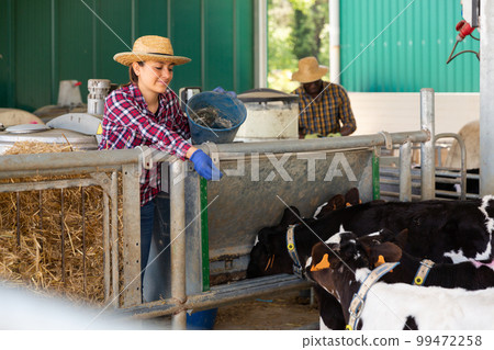 Female farmer with bucket feeding cows at cow farm outdoor 99472258