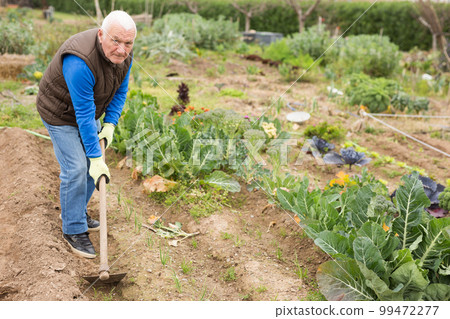 Mature man with hoe in the garden Mature man with hoe in the garden 99472277