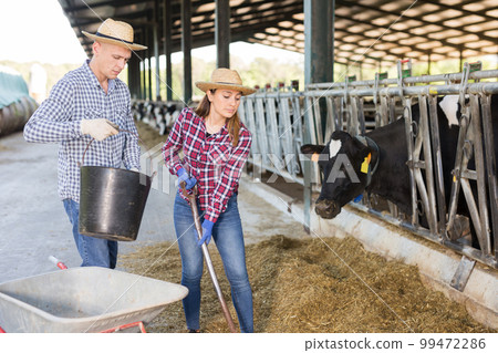 Focused farmer couple feeding cows with hay in cowshed 99472286