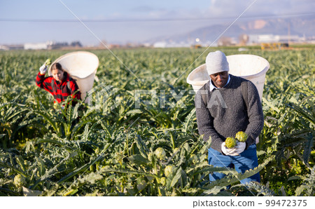 Man harvesting ripe artichoke buds in basket Man harvesting ripe artichoke buds in basket 99472375