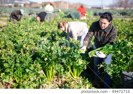 Women gardeners harvesting celery on vegetable plantation Women gardeners harvesting celery on vegetable plantation 99472718